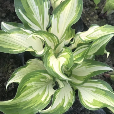 玉簪花，花叶玉簪，四川玉簪花基地出售，成都玉簪花批发价格