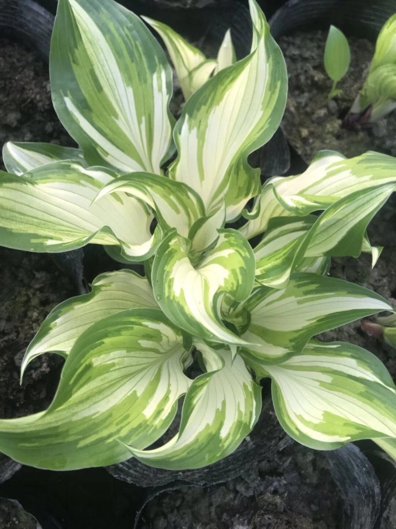 玉簪花，花叶玉簪，四川玉簪花基地出售，成都玉簪花批发价格