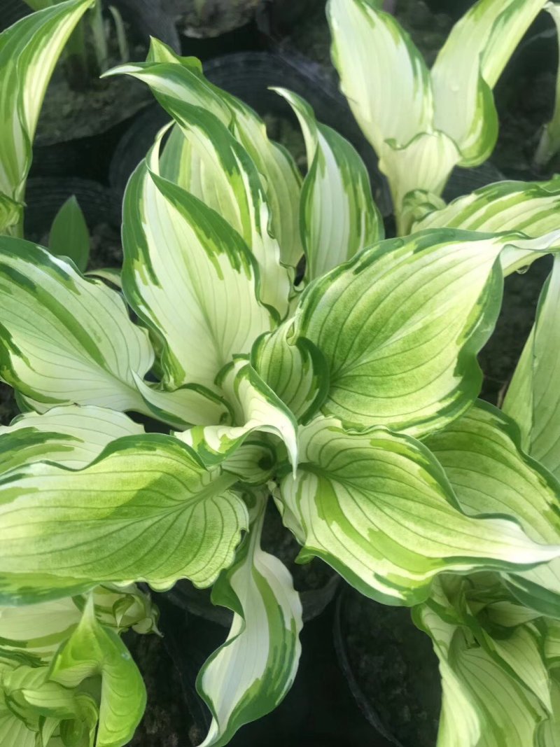 玉簪花，花叶玉簪，四川玉簪花基地出售，成都玉簪花批发价格