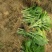 玉簪花，花叶玉簪，四川玉簪花基地出售，成都玉簪花批发价格