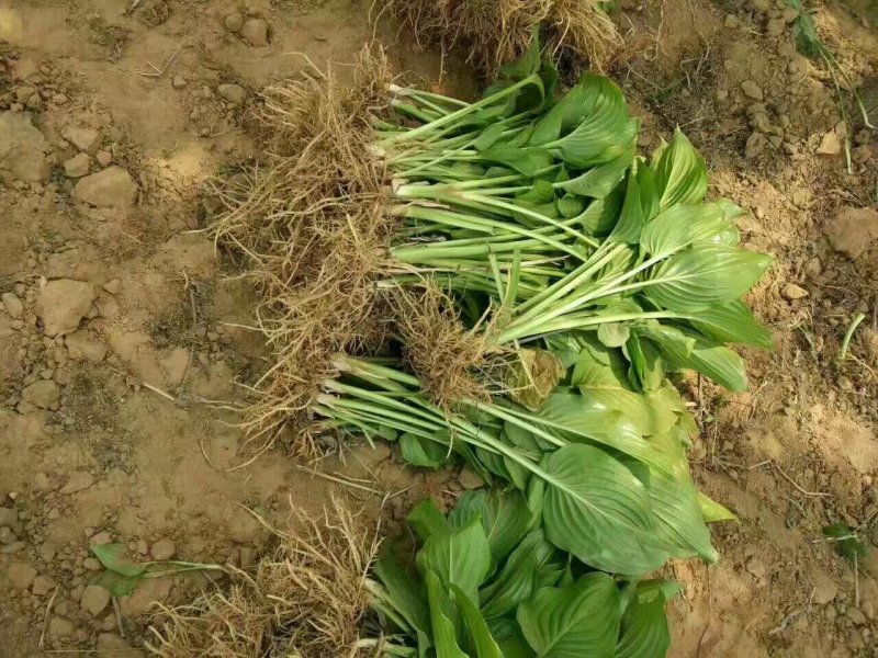 玉簪花，花叶玉簪，四川玉簪花基地出售，成都玉簪花批发价格