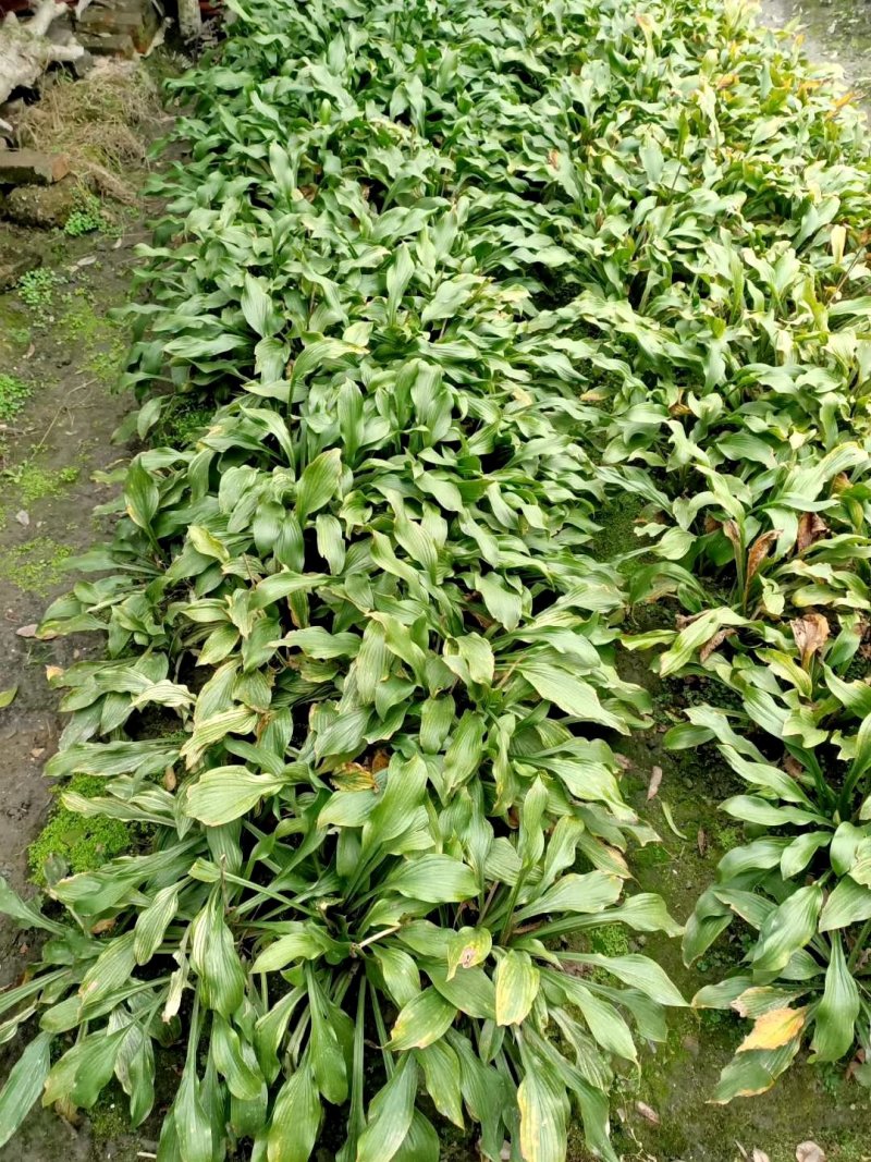 玉簪花，花叶玉簪，四川玉簪花基地出售，成都玉簪花批发价格