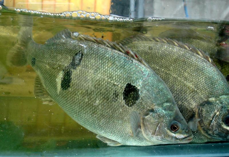 太阳鱼苗太阳鱼苗高密度养殖太阳鱼太阳鱼