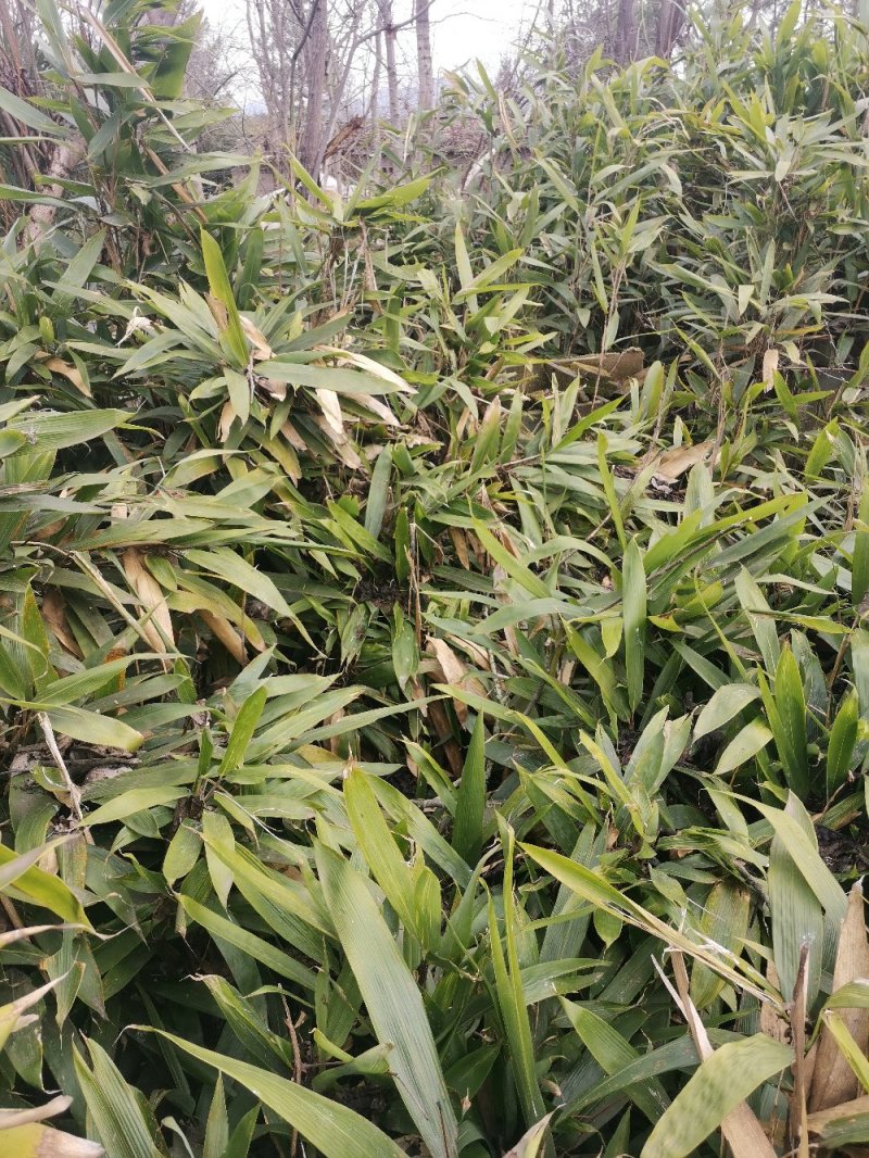阔叶箬竹叶种苗粽子粑叶苗