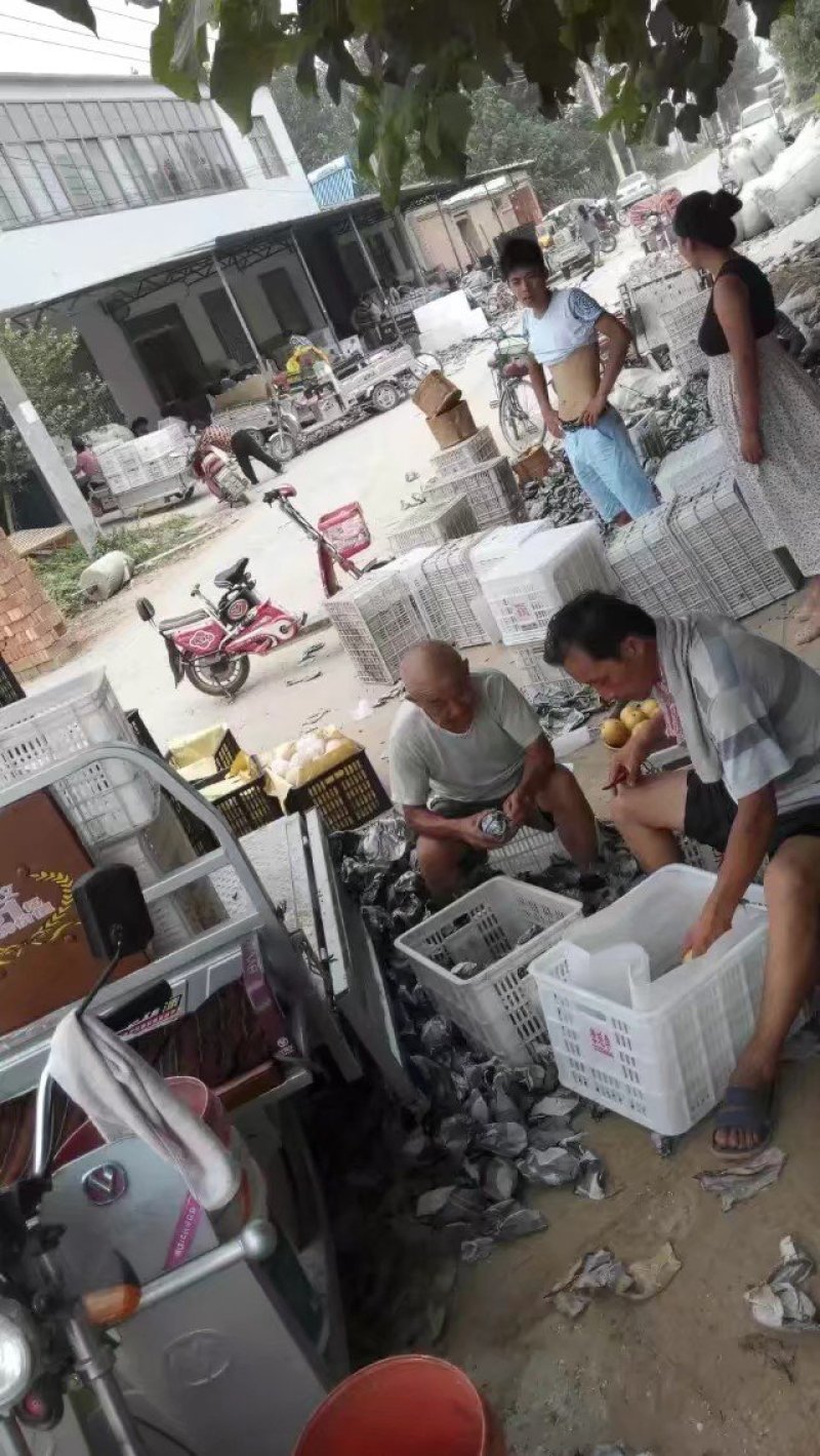 优质纸袋丰水梨/承接各种订单，批发一件代发社区团购丰水梨