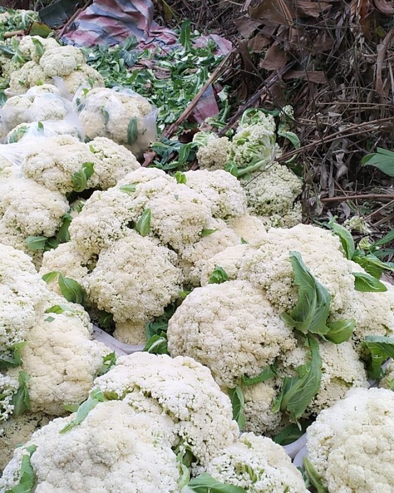 散光，松花，精品有机花菜～～～