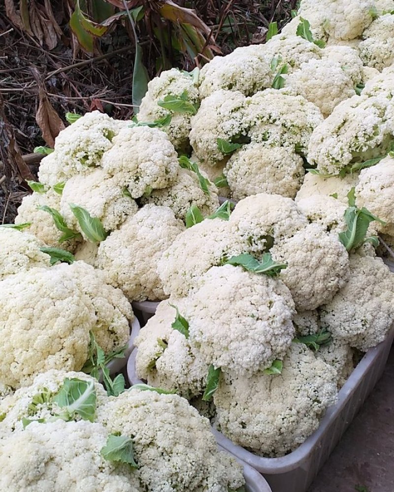 散光，松花，精品有机花菜～～～