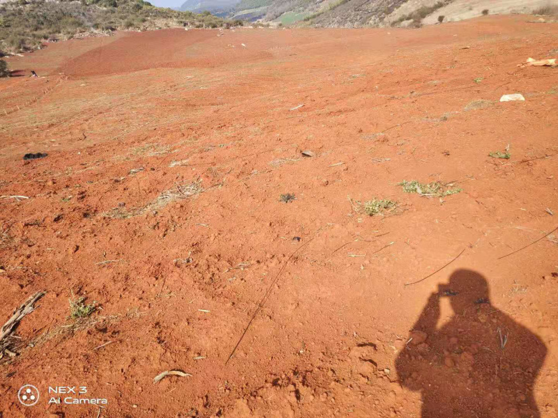 弥勒800亩三七地出租，可以种豌豆