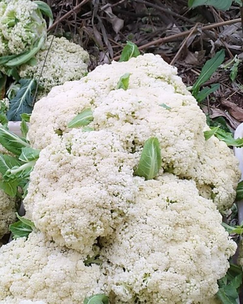 散光，松花，精品有机花菜～～～