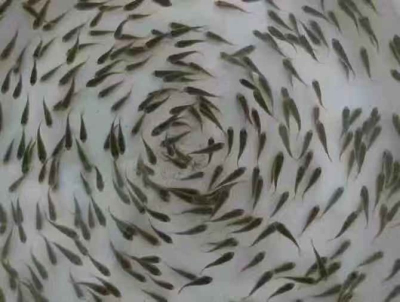 禾花鲤鱼苗禾花鱼苗乌鲤鱼苗+自孵水花(成品包回)