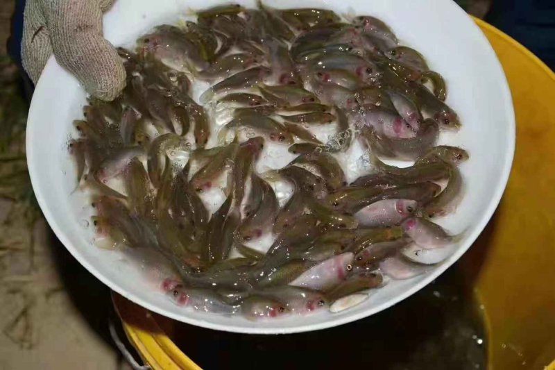 禾花鲤鱼苗禾花鱼苗乌鲤鱼苗+自孵水花(成品包回)