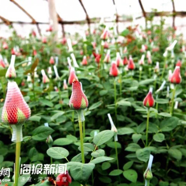 千亩玫瑰园基地，大量供应鲜切花（玫瑰花，非洲菊等）
