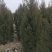 塔柏各种1米-4米规格齐全欢迎前来考察