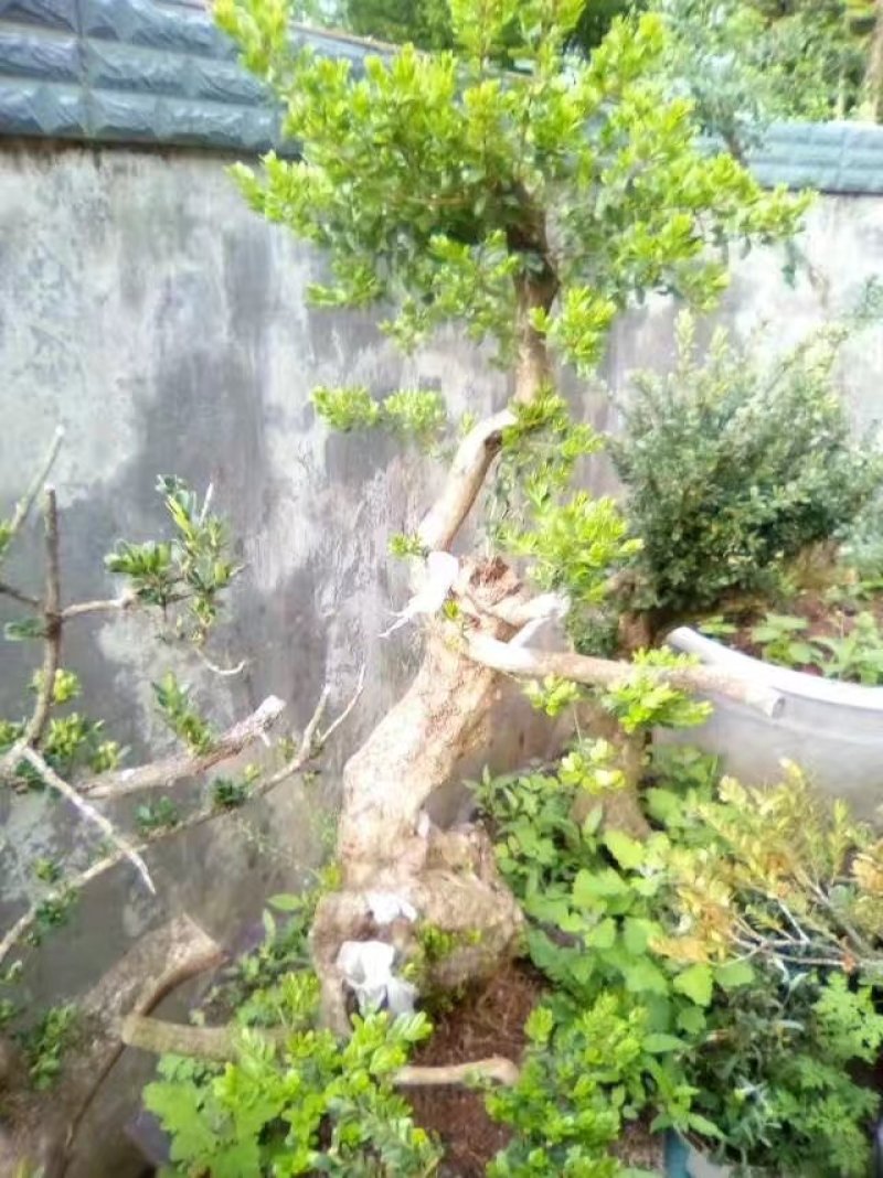 黄杨