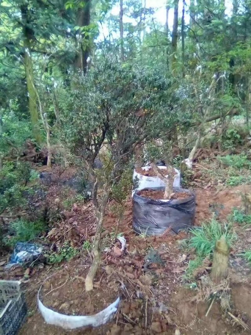 黄杨