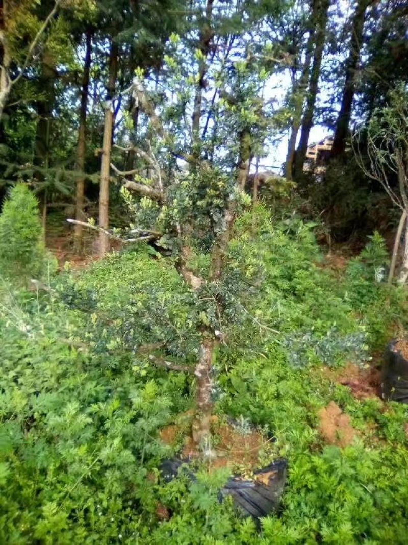 黄杨