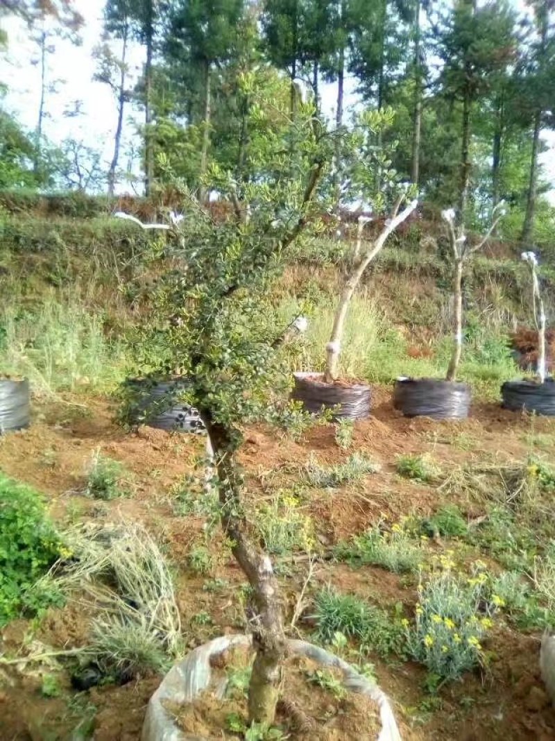 黄杨