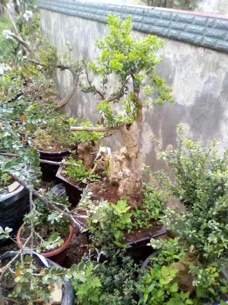 黄杨