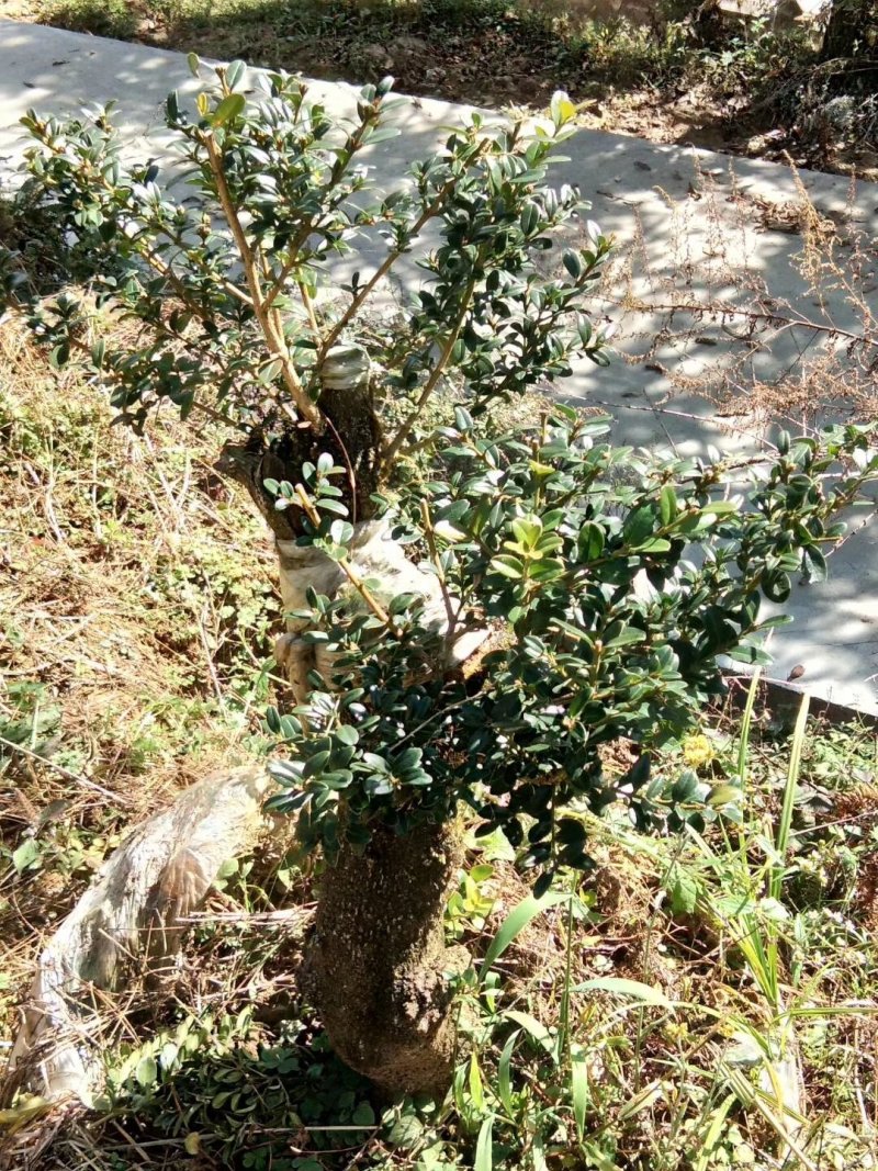 黄杨