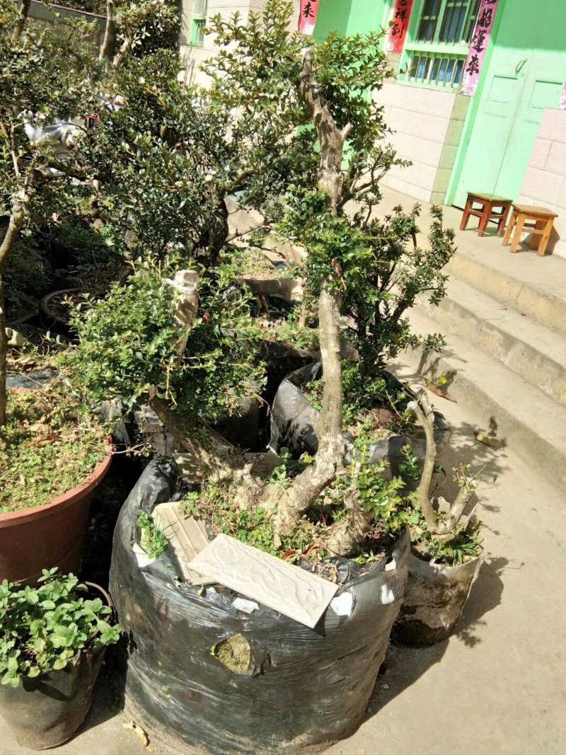 黄杨