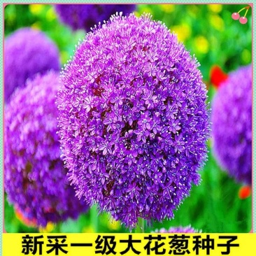 花卉绿植种子观赏大花葱种子庭院盆栽花园易种植物种子