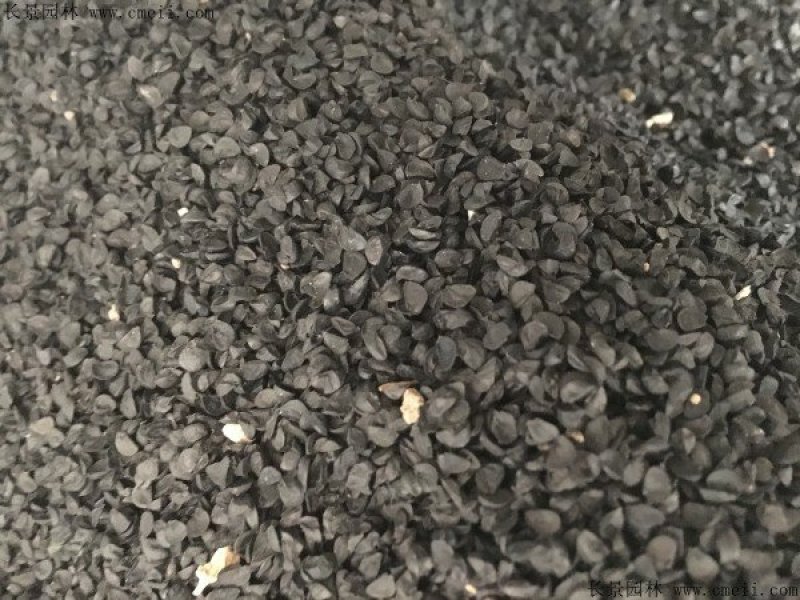花卉绿植种子观赏大花葱种子庭院盆栽花园易种植物种子