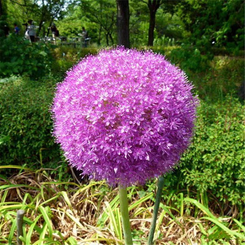 花卉绿植种子观赏大花葱种子庭院盆栽花园易种植物种子