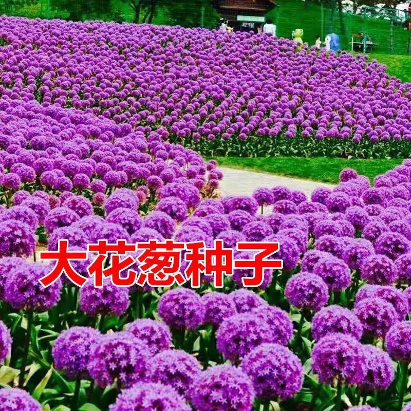 花卉绿植种子观赏大花葱种子庭院盆栽花园易种植物种子