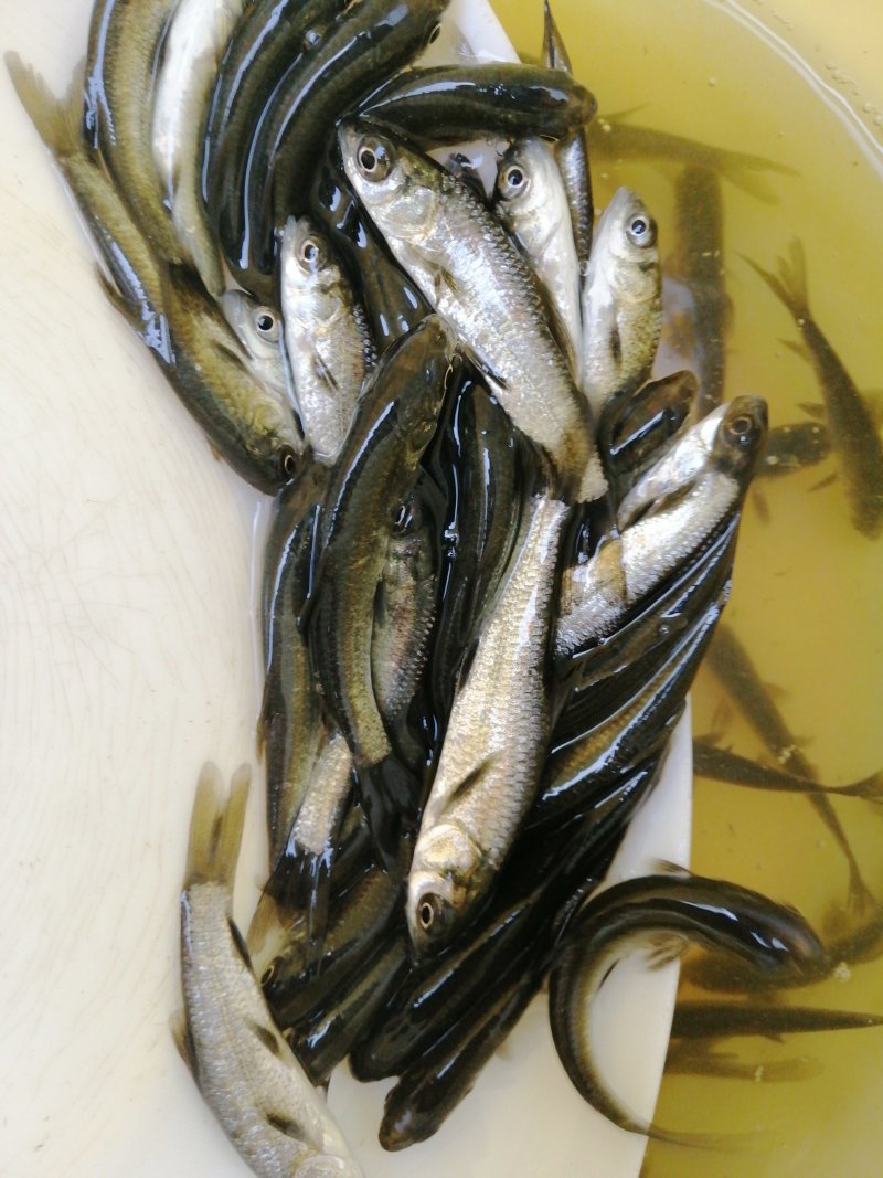 青鱼黑鲩鱼苗规格大小漂亮已训食料全国发货