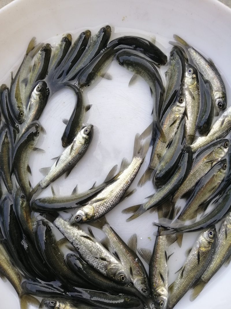 青鱼黑鲩鱼苗规格大小漂亮已训食料全国发货