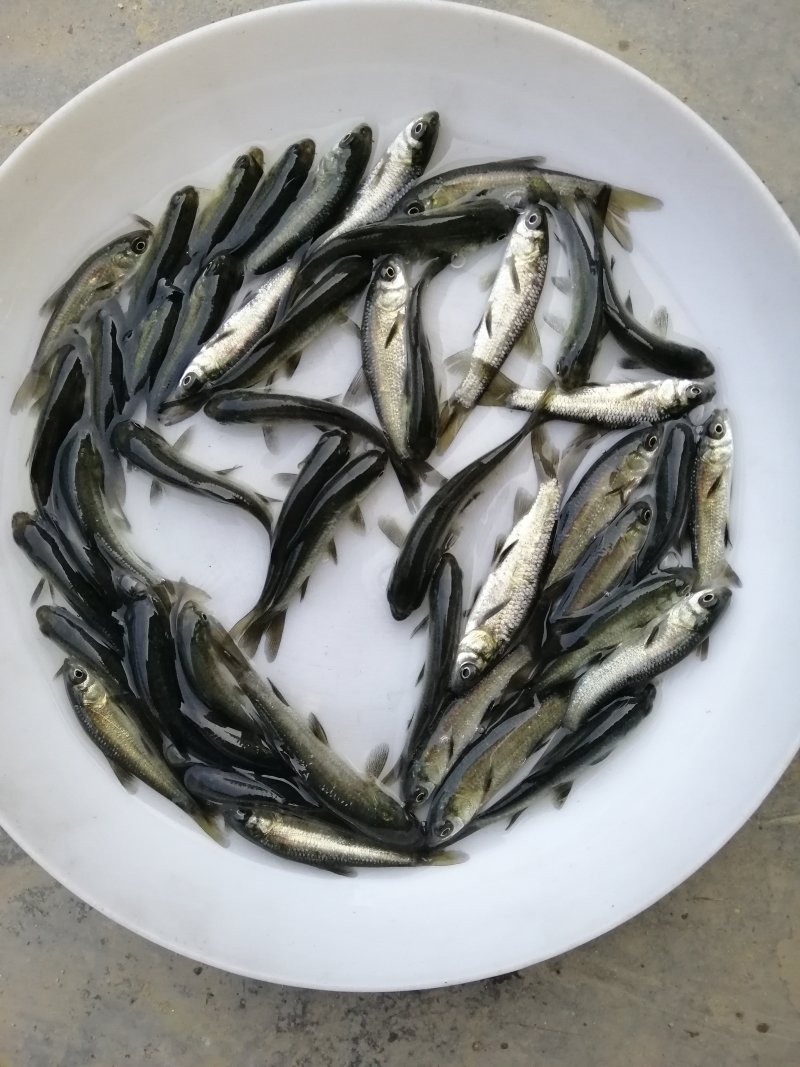 青鱼黑鲩鱼苗规格大小漂亮已训食料全国发货