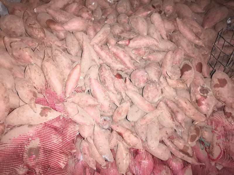 西瓜红普薯32脱毒红薯种苗