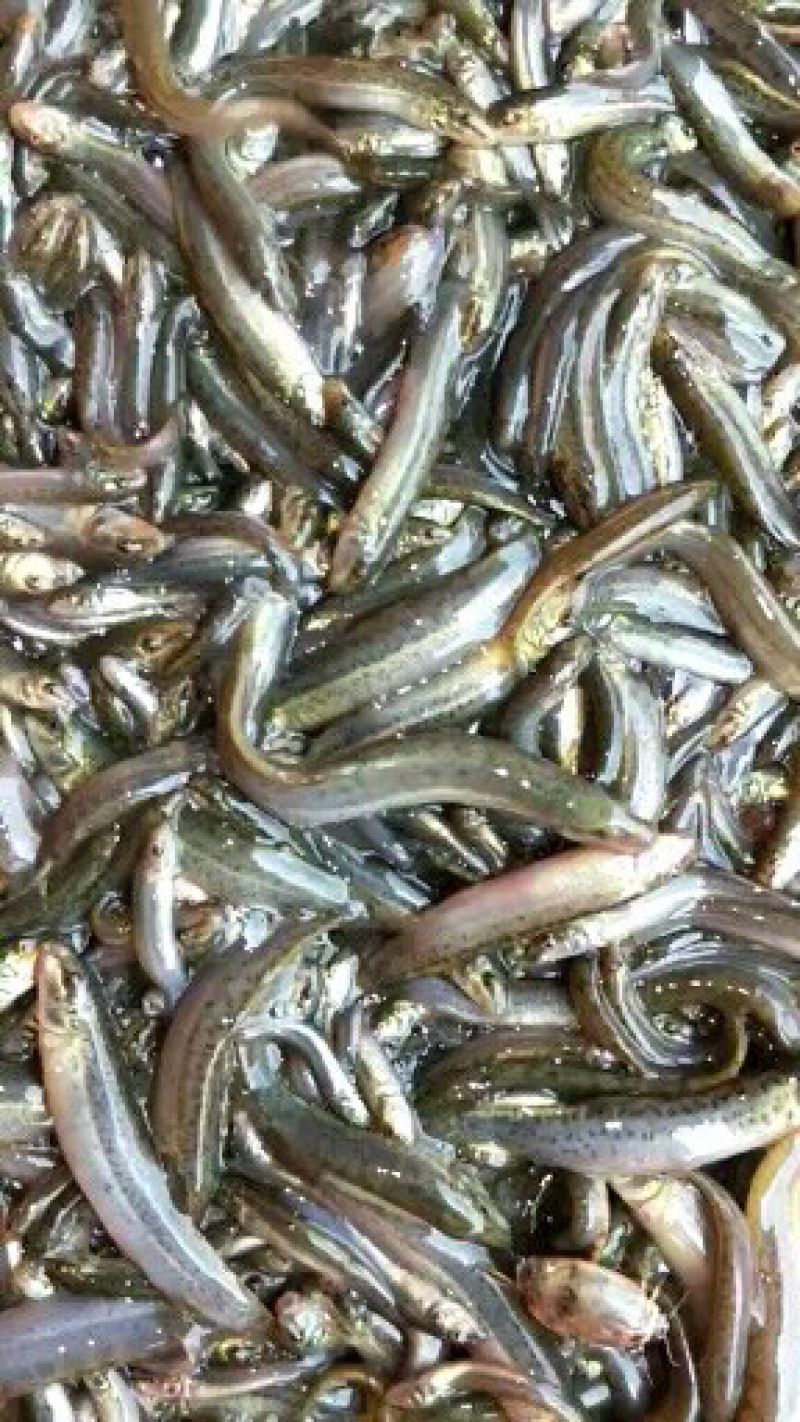 台湾泥鳅鱼苗无虫泥鳅支持全国发货已训食料