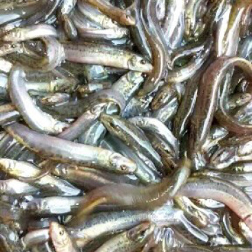 台湾泥鳅鱼苗无虫泥鳅支持全国发货已训食料