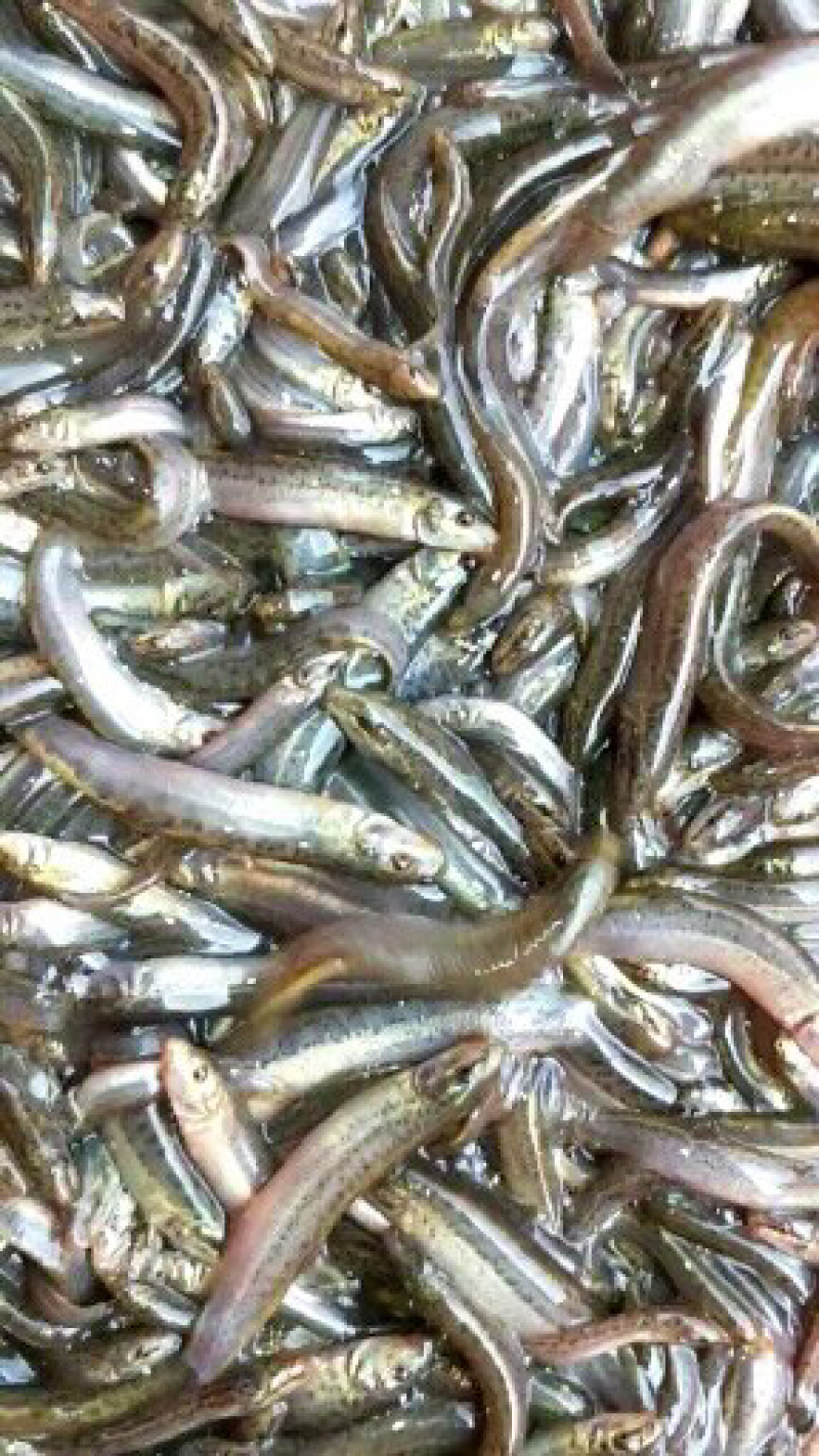 台湾泥鳅鱼苗无虫泥鳅支持全国发货已训食料