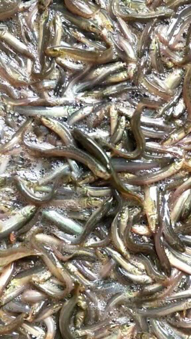 台湾泥鳅鱼苗无虫泥鳅支持全国发货已训食料