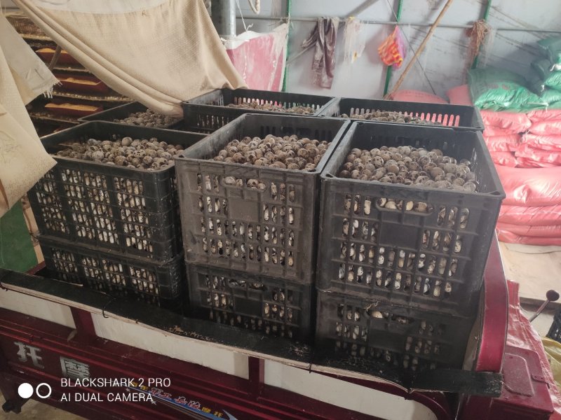 精品鹌鹑蛋