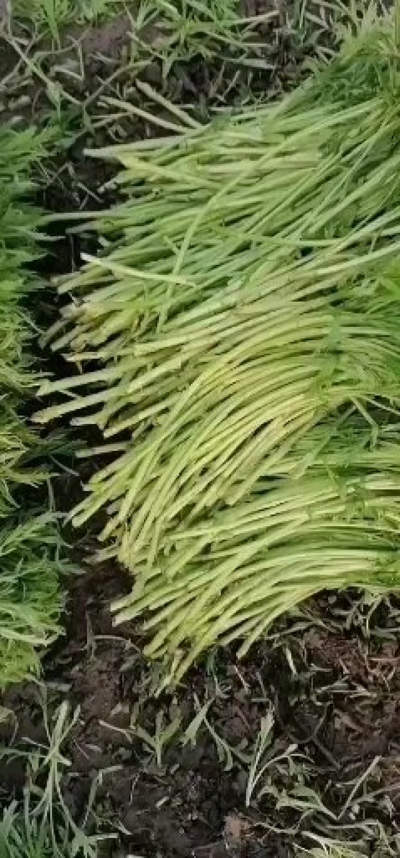 绝对精品芦蒿，包您满意，大量上市