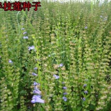 新采中草药材籽半枝莲种子并头草韩信草赶山鞭牙刷草紫连草