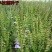 新采中草药材籽半枝莲种子并头草韩信草赶山鞭牙刷草紫连草