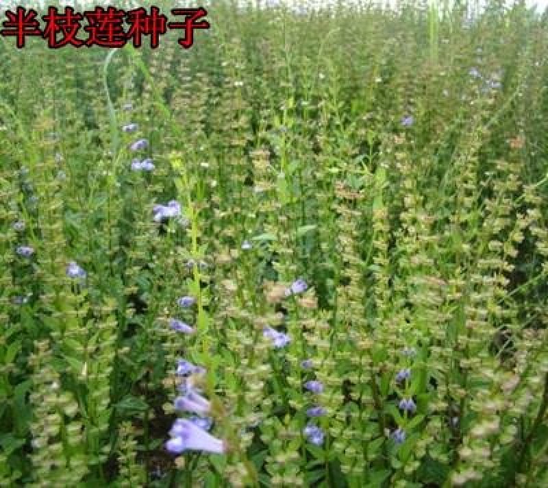 新采中草药材籽半枝莲种子并头草韩信草赶山鞭牙刷草紫连草