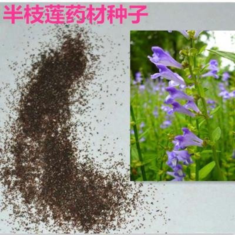 新采中草药材籽半枝莲种子并头草韩信草赶山鞭牙刷草紫连草