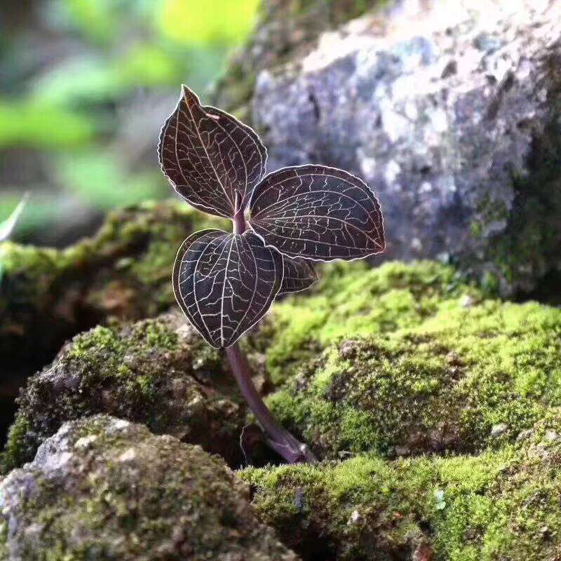金线莲干货，现货大货干品产地直销，各规格齐全，诚招代理