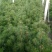 自产自销白皮松苗产地直供优质可靠欢迎选购，大量供货，产地