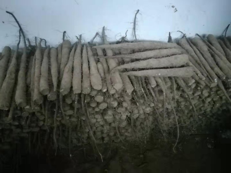山药种