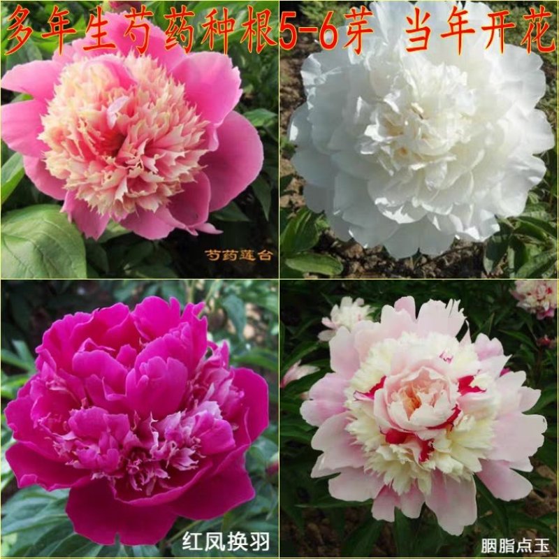 芍药根块多年生花卉庭院盆栽芍药花根四季种植耐寒植
