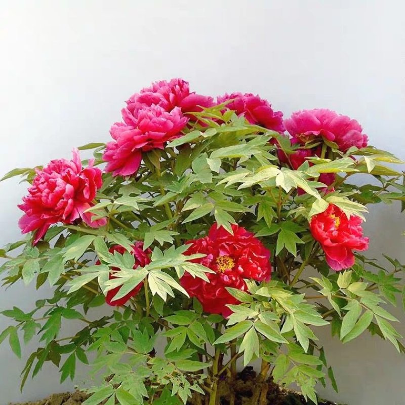 芍药根块多年生花卉庭院盆栽芍药花根四季种植耐寒植