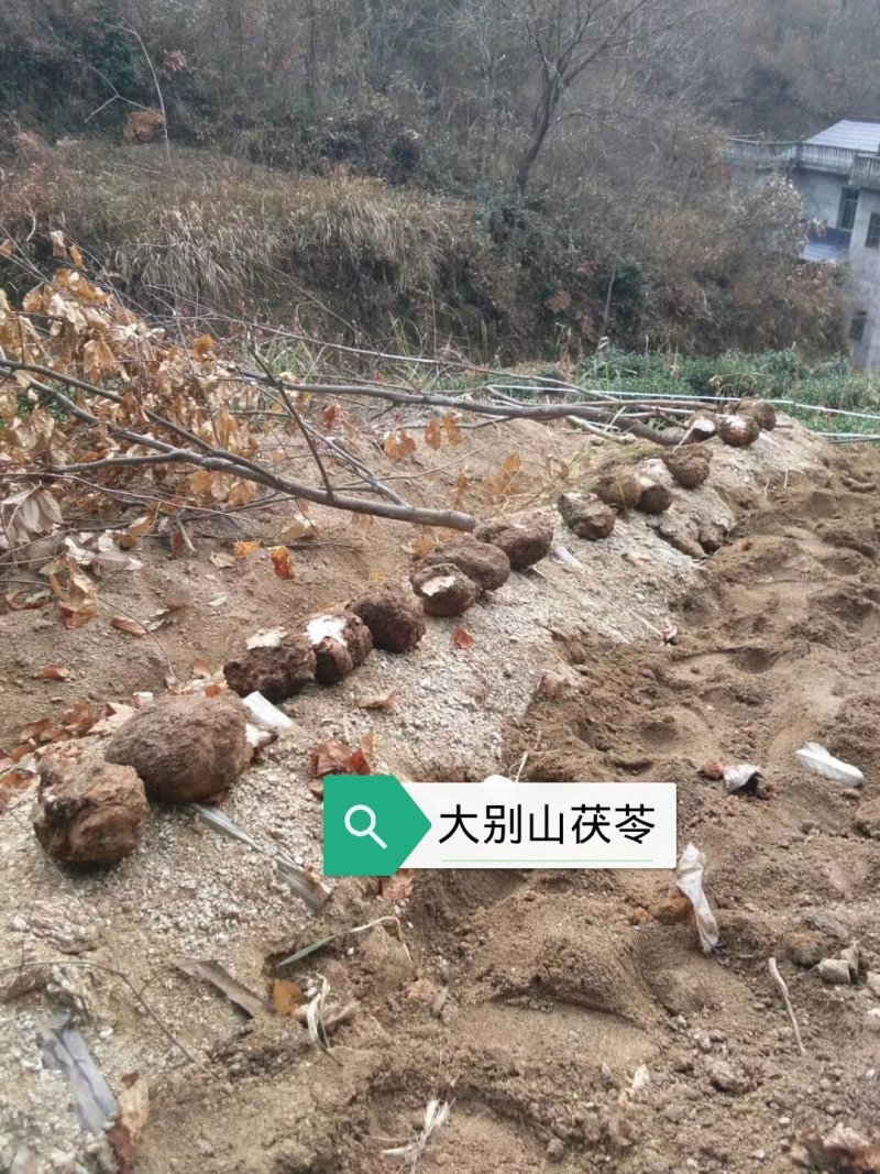 (包邮)大别山岳西茯苓丁，无硫茯苓方白块，茯苓神方