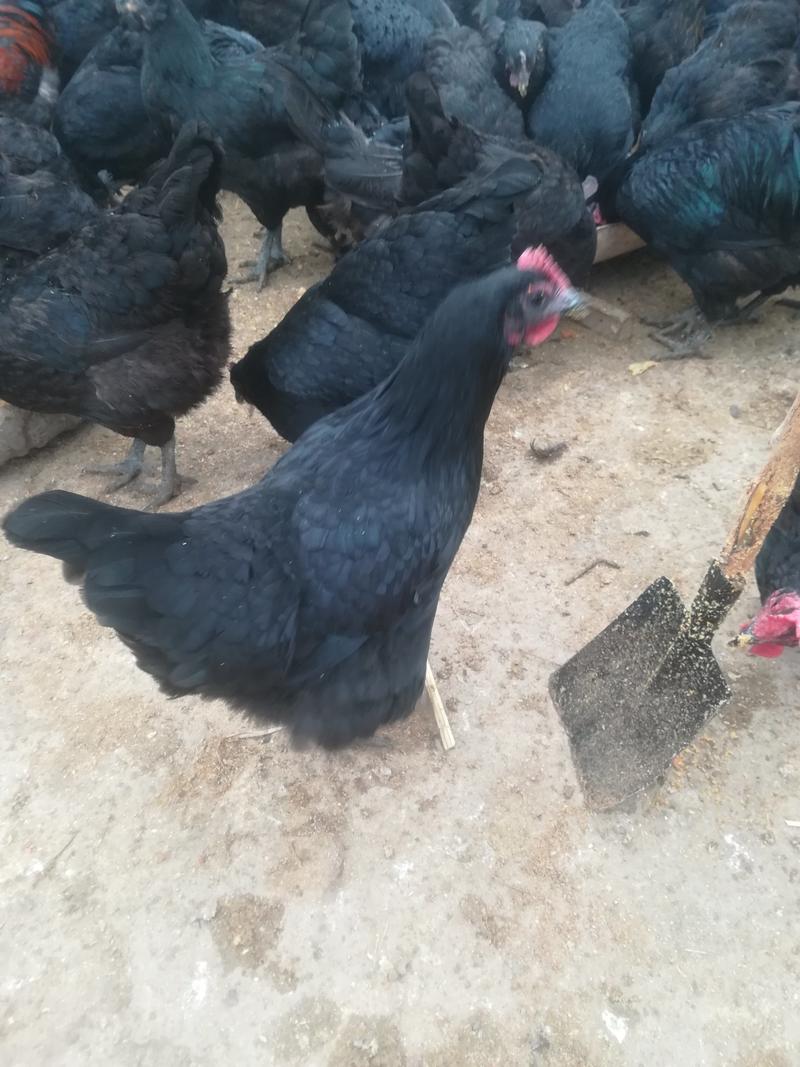 五黑鸡绿壳蛋，果园纯散养！
