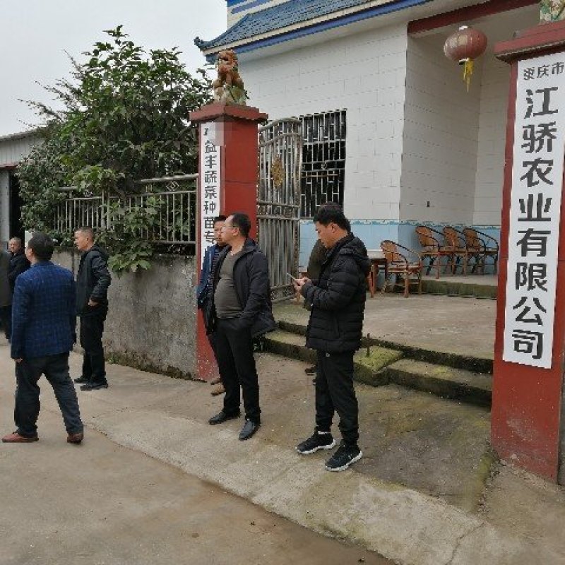辣椒苗货发全国市场、批发、基地、承接政府大型基地项目）